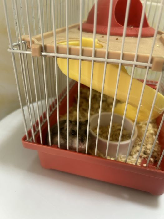 Хомяк продам с клеткой