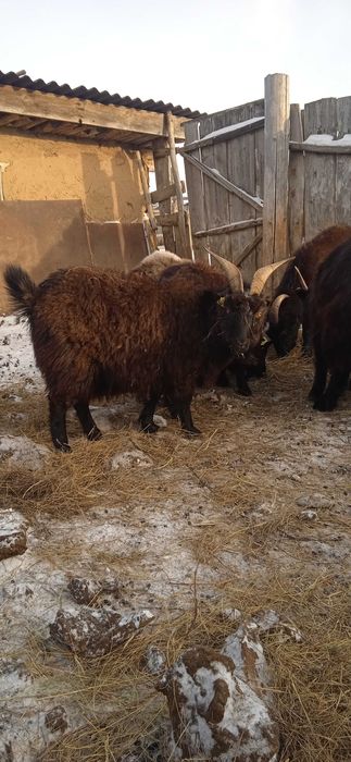 Продам коз 3 головы