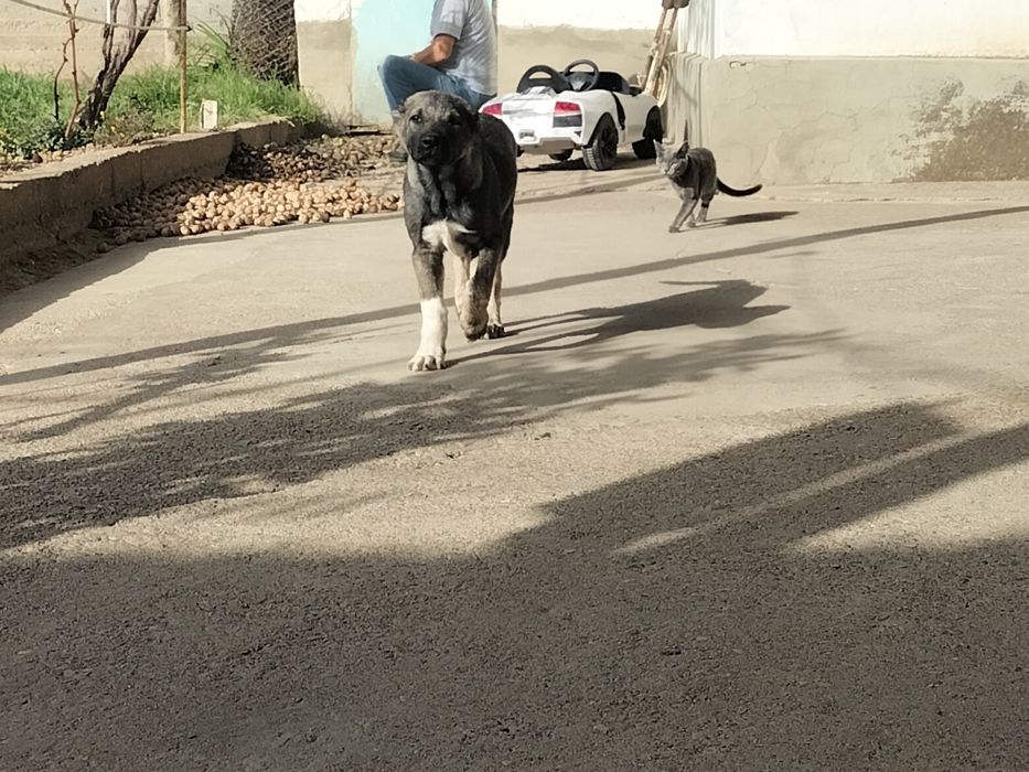 КАНГАЛ щенок  3 месяцев