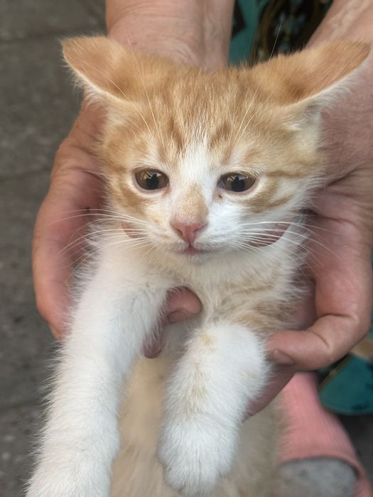 СРОЧНО отдаем котят в добрые руки!!