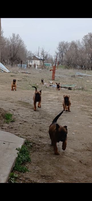 бельгийский овчарка щенки
