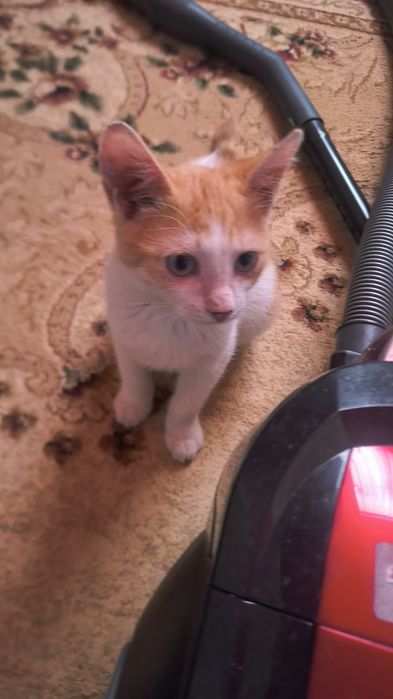 Отдам котенка ,огонек