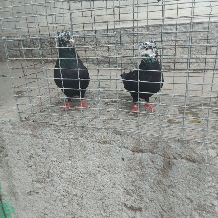 Рябагаловые чубати пара гатовый