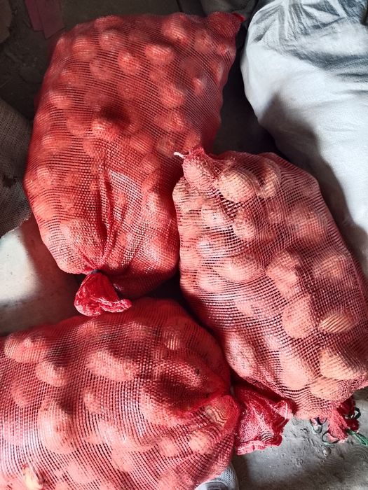 Продам картошку сорт гала