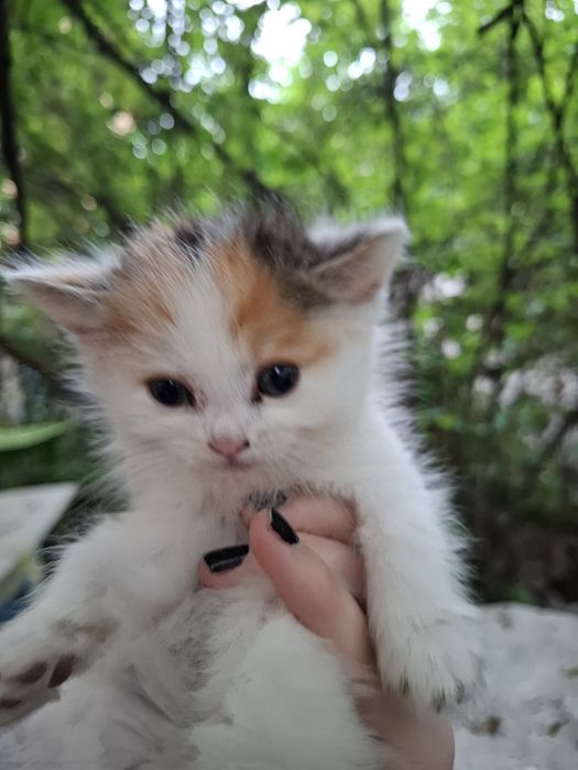 Котята и мама кошка ищет дом!