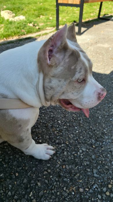 Американско Були Покет American Bully Pocket