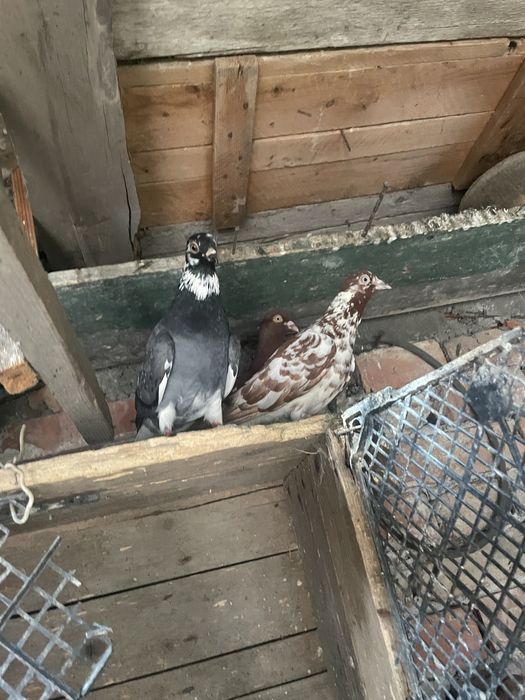 doi porumbei tipler vândut doar încă mai am porumbei de vânzare
