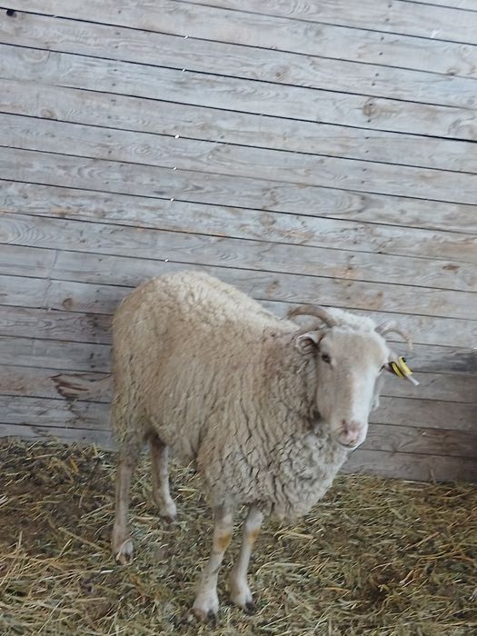 Продам баранов тохты