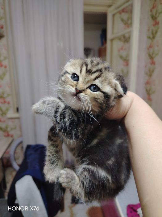 Продам котят страйт и фолд