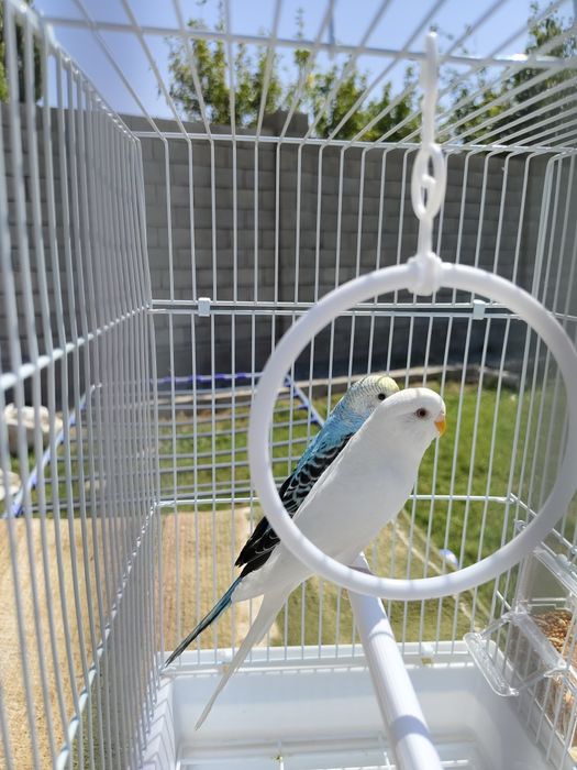 Попугай комплект с клеткой