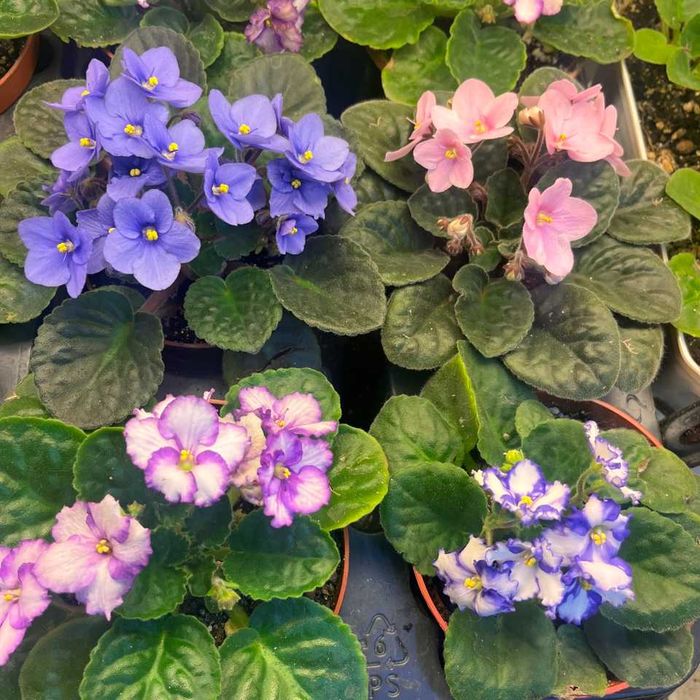 Фиалки цветущие в горшках