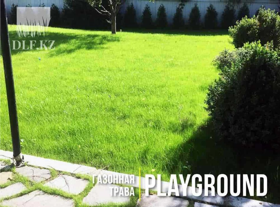 Засухоустойчивый газон Тараз