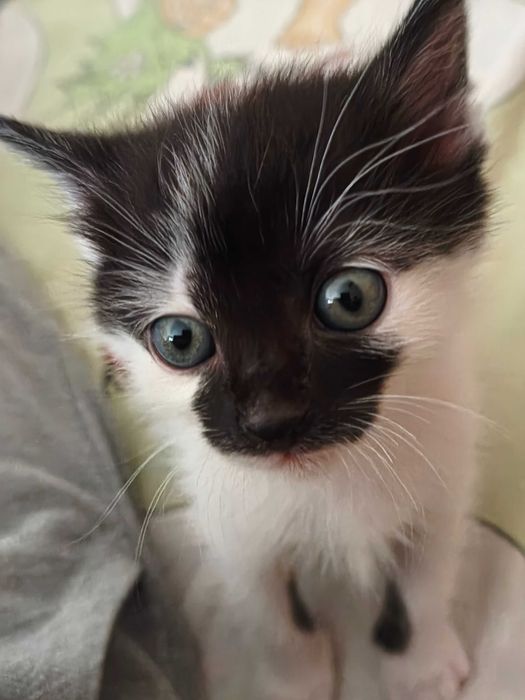 Мъжко котенце си търси дом