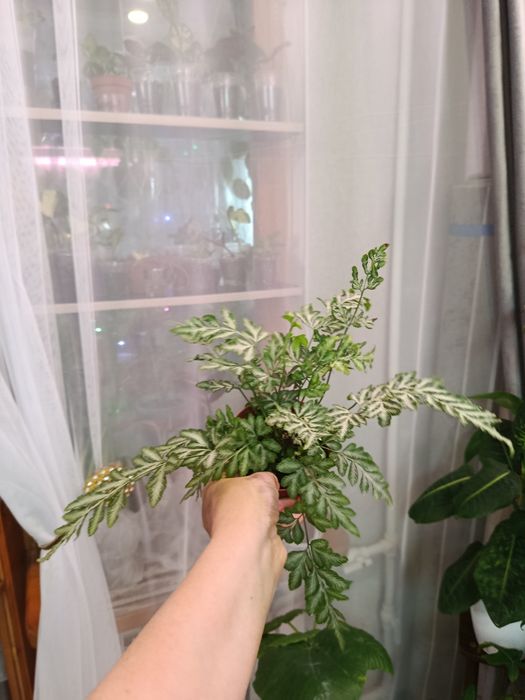 Продам, большой выбор ком растений.