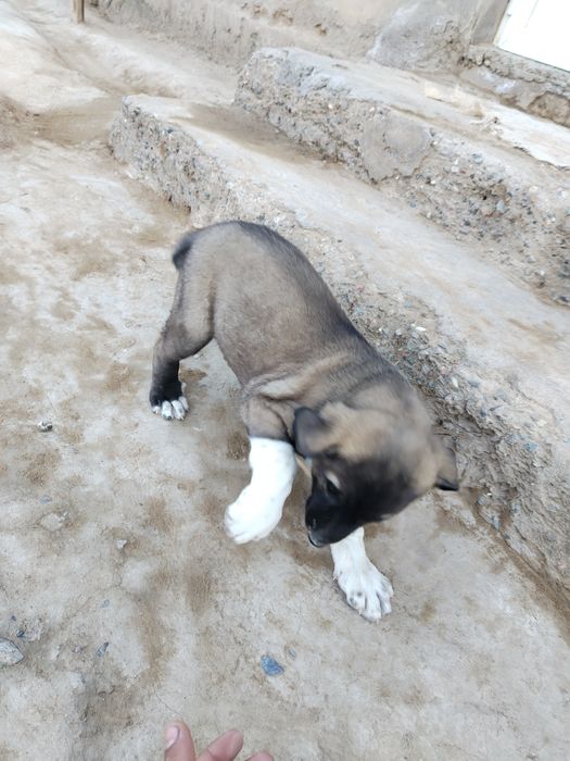 Kichkina kuchukcha holati zo'r 1 oydan oshgan