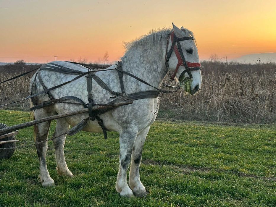 Vând iapă bună - 3000 euro