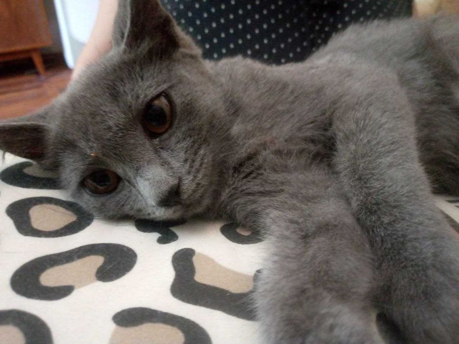 Котёнок красивая девочка 3 месо