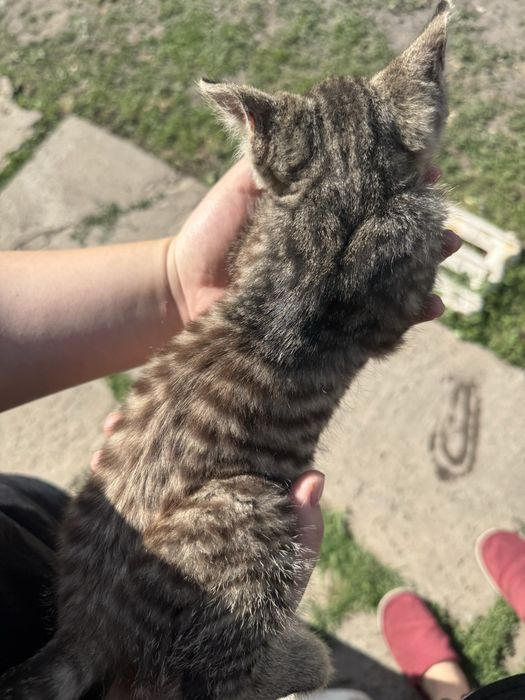 Котенок (девочка)