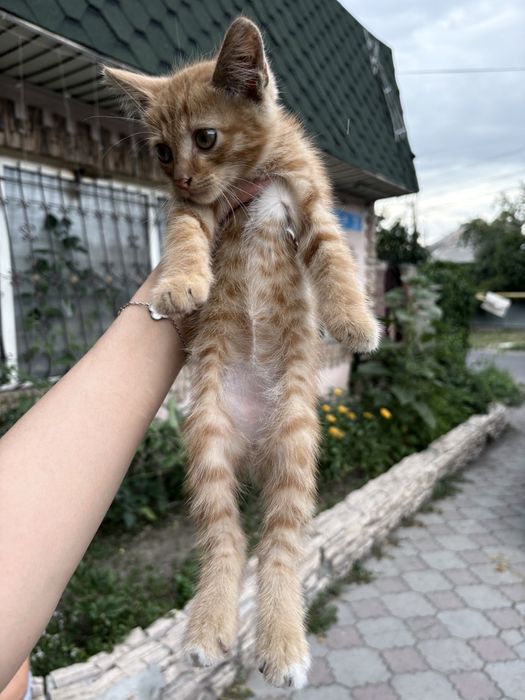 Отдам котят в добрве руки
