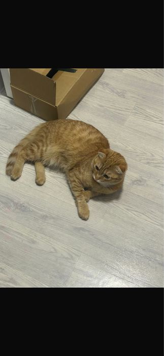 вязка шотланский кот вислоухий