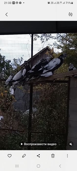 Продам домашних голубей.