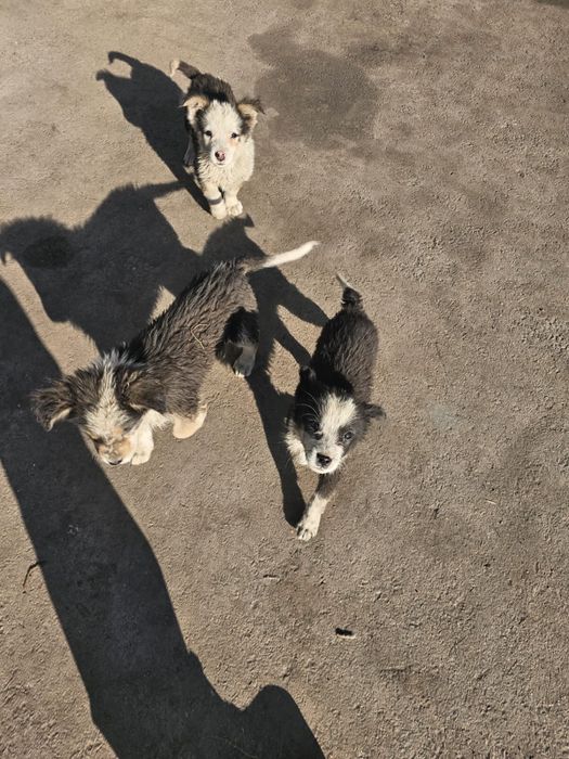 Отдам 3 щенков в хорошие руки!