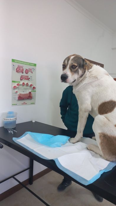 Нужна сучка для кобеля