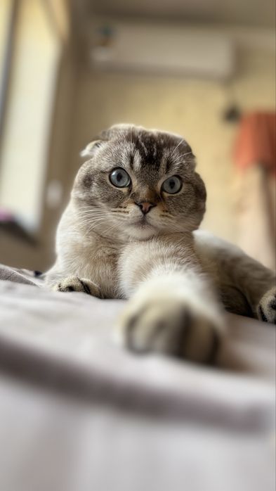 Кошка для вязки бесплатно