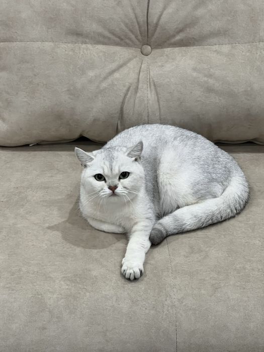 Прдается серебристая Шиншилла