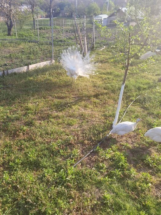 Păun alb de vânzare 4 ani preț 800 lei