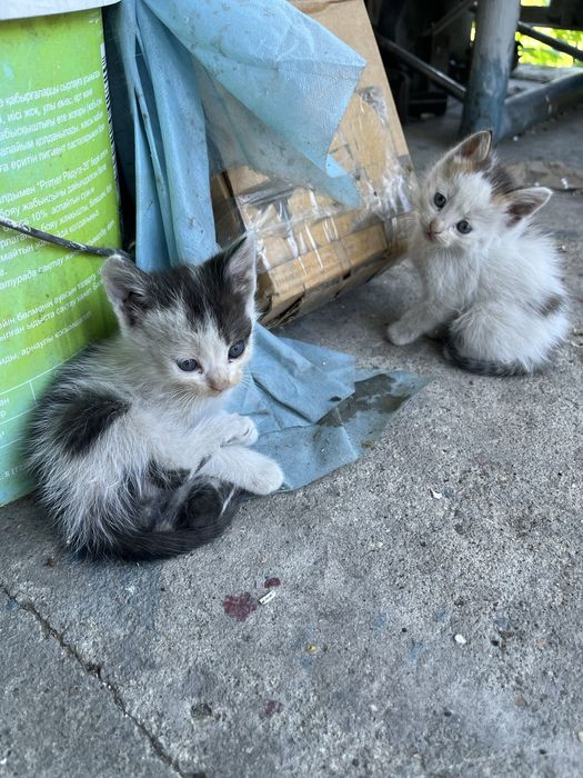 Котята в добрые руки