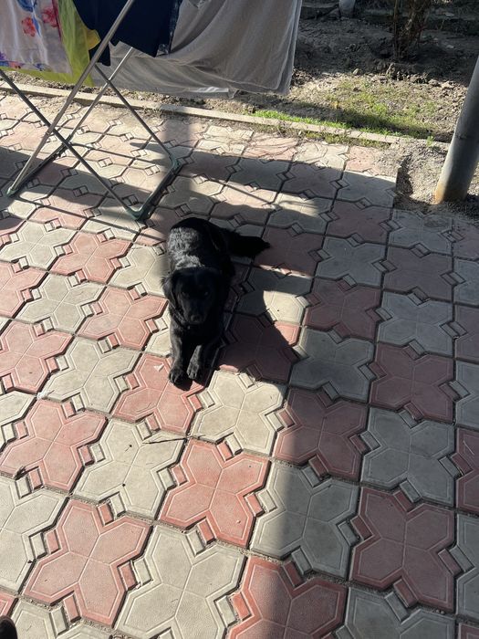 Собака Спаниэль животные