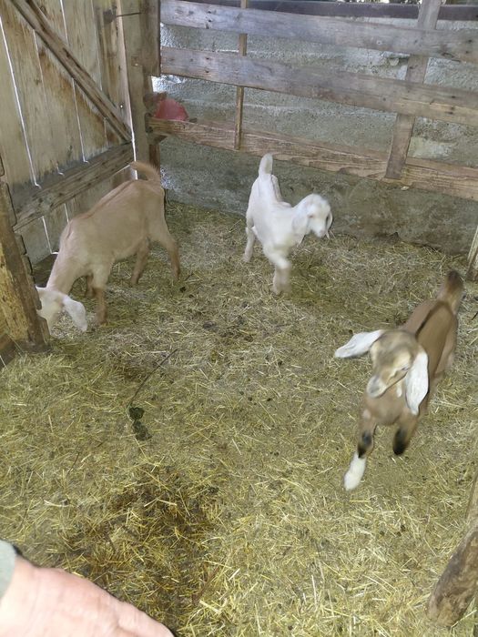 De vînzare ieduțe anglonubiene