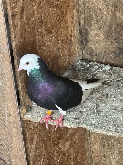 porumbei Roller de Birmingham