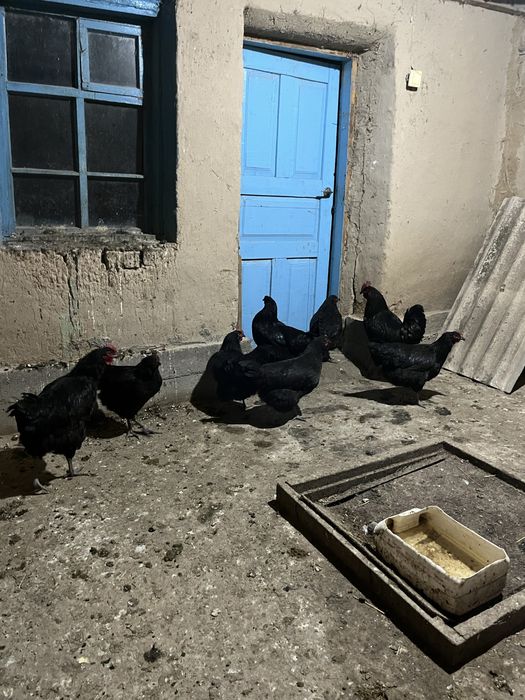 Джержинский гигант