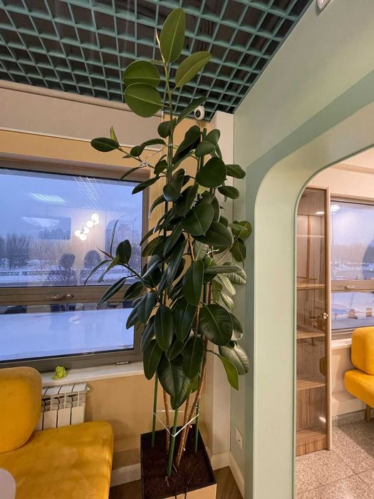 Продам 2 Фикуса большие