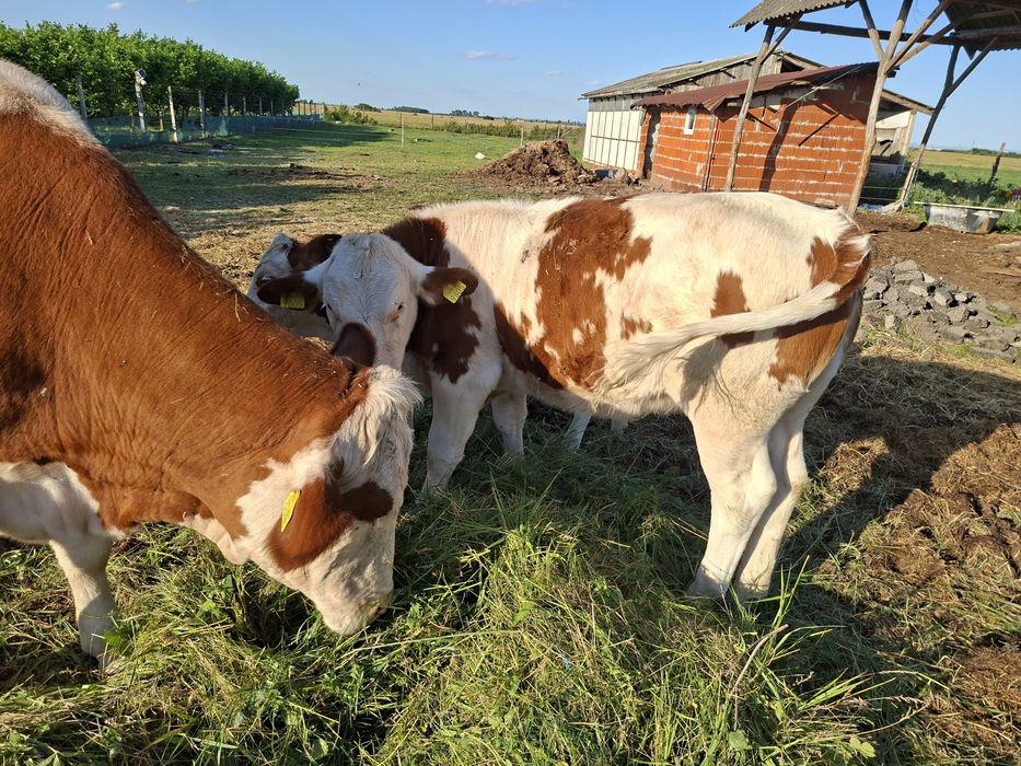 Vaca si vitei de vanzare