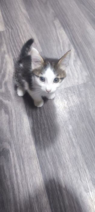 Отдам котят даром