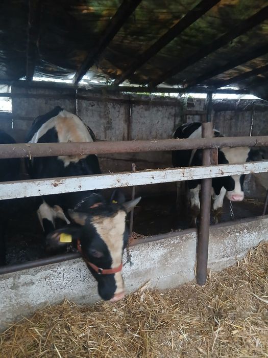Vând tauri de carne.