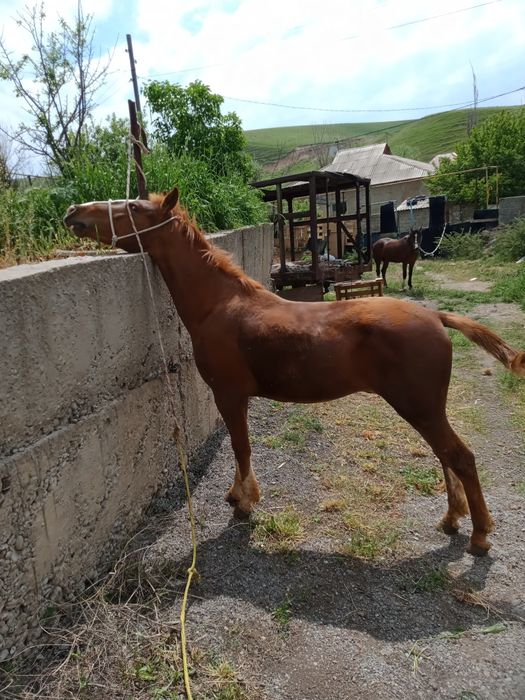 2 жасар тай. . . . .