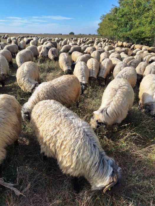 Vand 430 de oi rasa țurcana