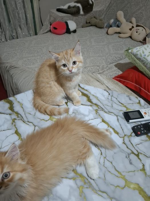 Сотилади зотли мушукчалар