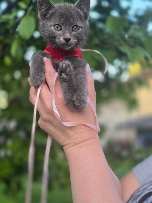котята мальчик и девочка, возраст примерно 1 месяц