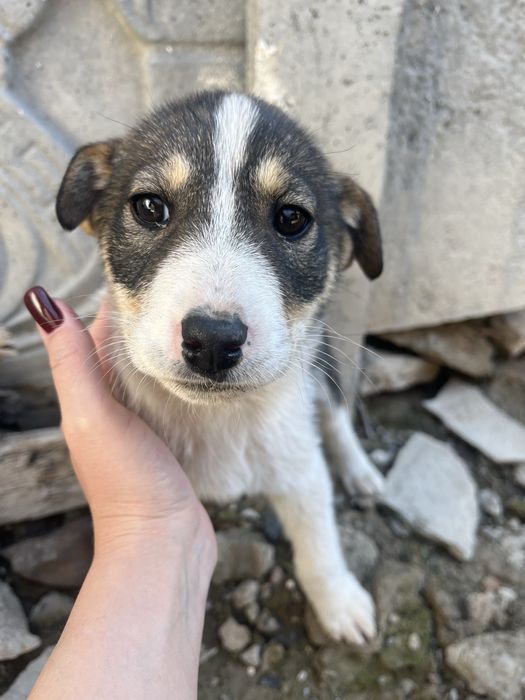 Отдам щенка в добрые руки.