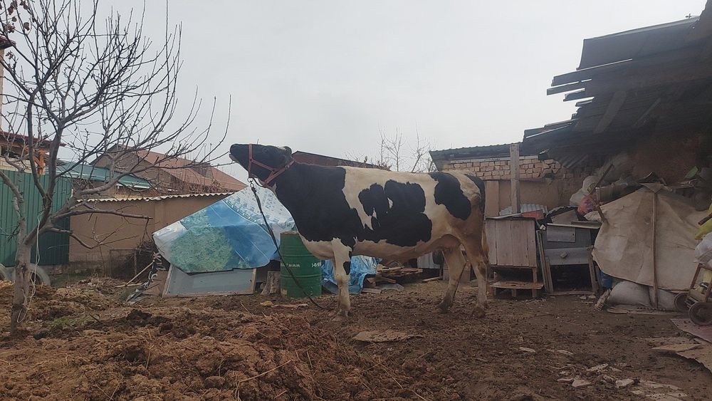 Golshteyn sigir sotiladi