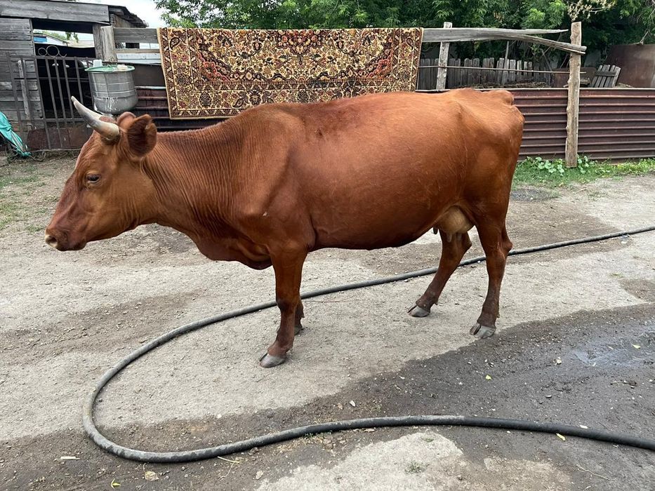 Сиырлар сатылады