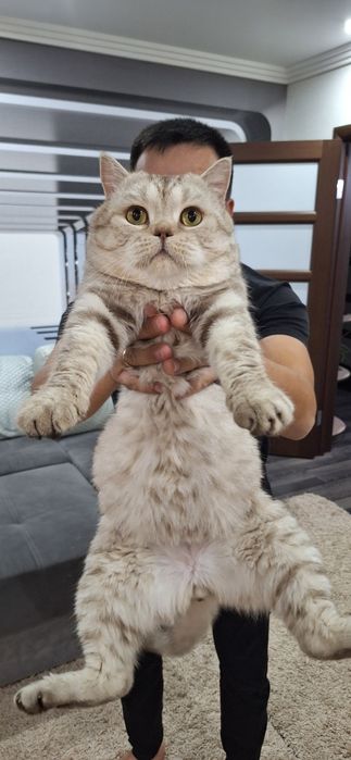 Отдам даром кота!