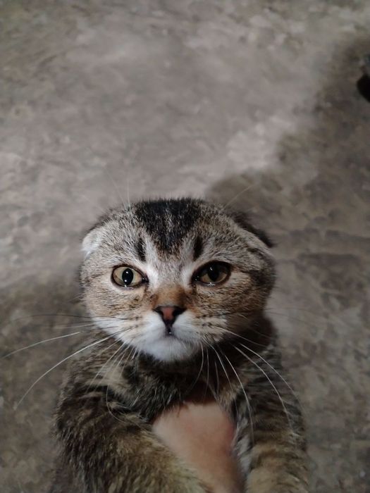 Mushuk sotiladi yaxshi narxga bervoraman