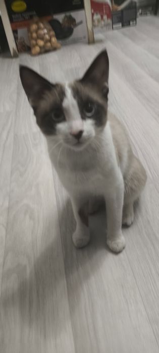 СРОЧНО отдам котёнка