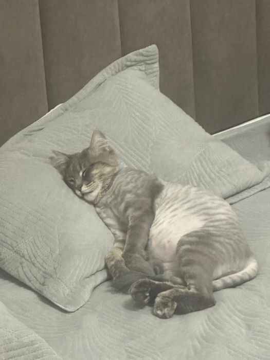 Отдам кота в хорошие руки